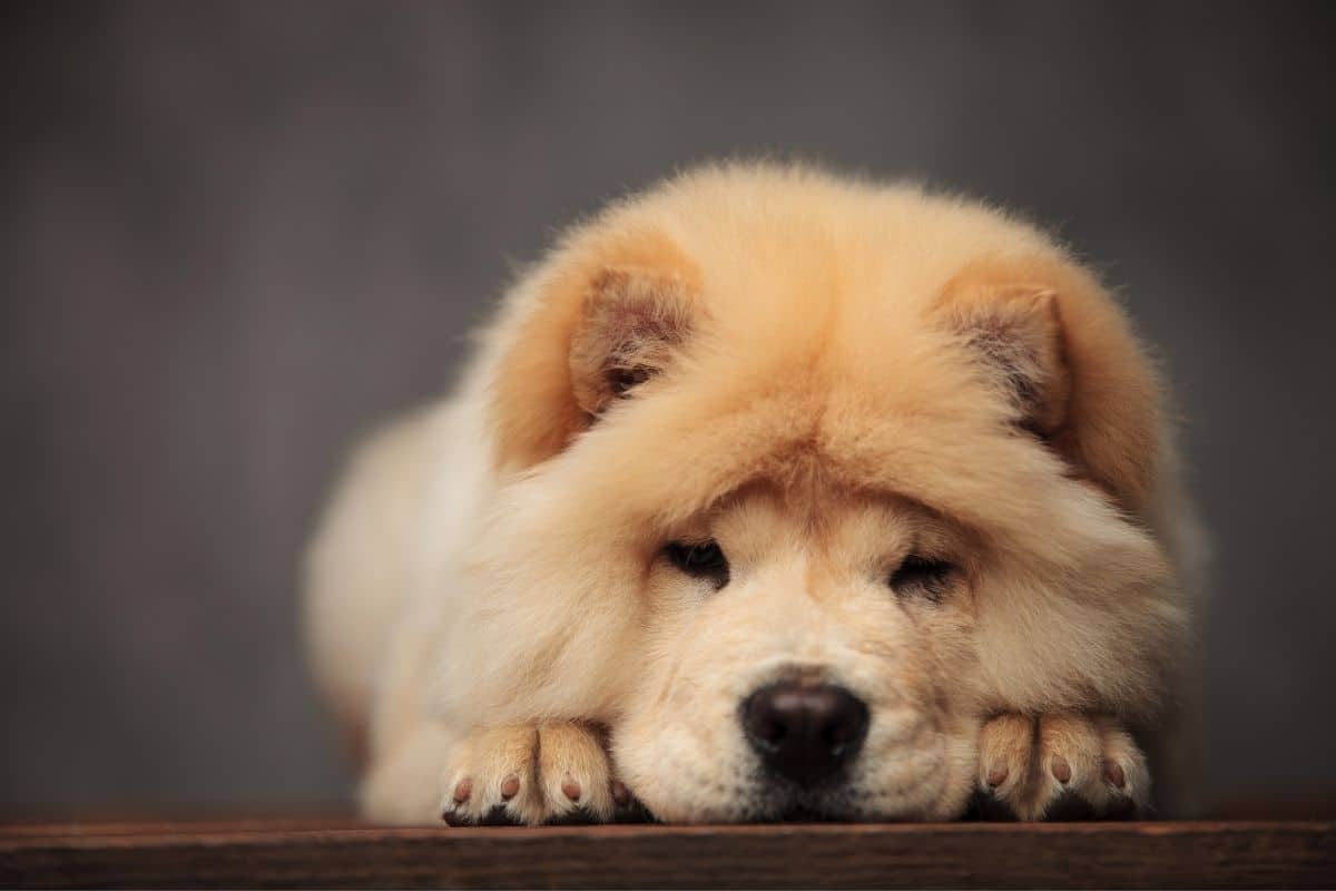 Cute Chow Chow lying on the ground