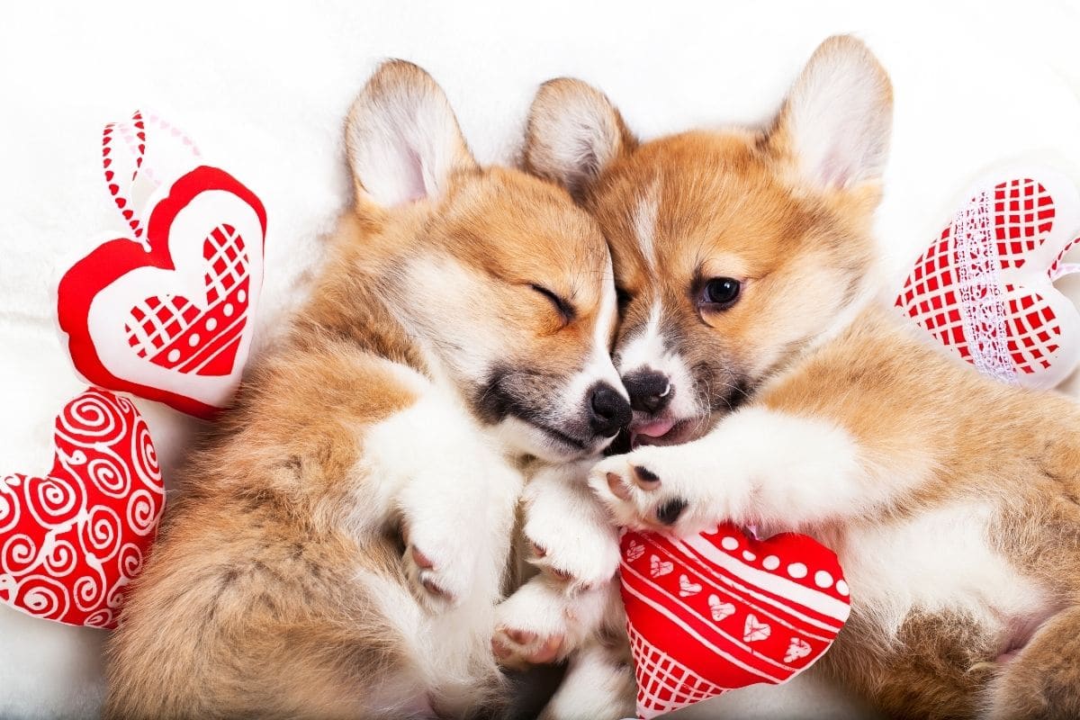 Two cute Corgi puppies