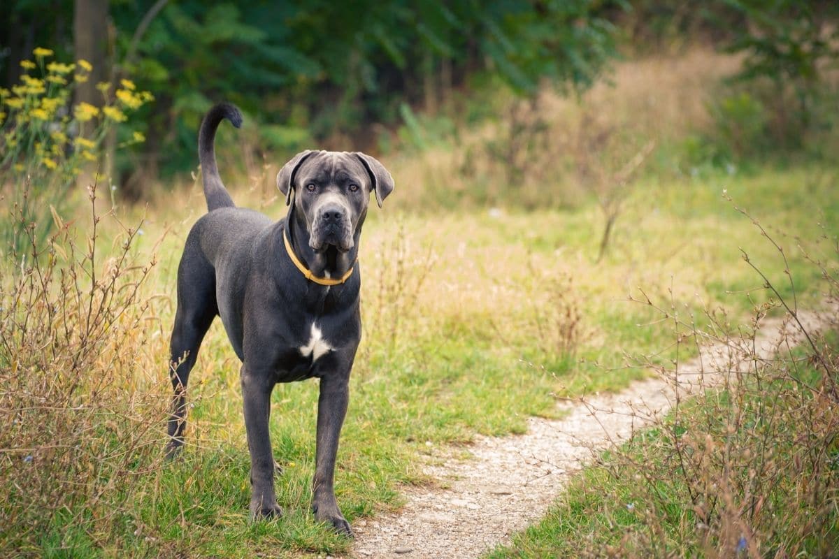 Cane Corso with yellow collar standing on the grass