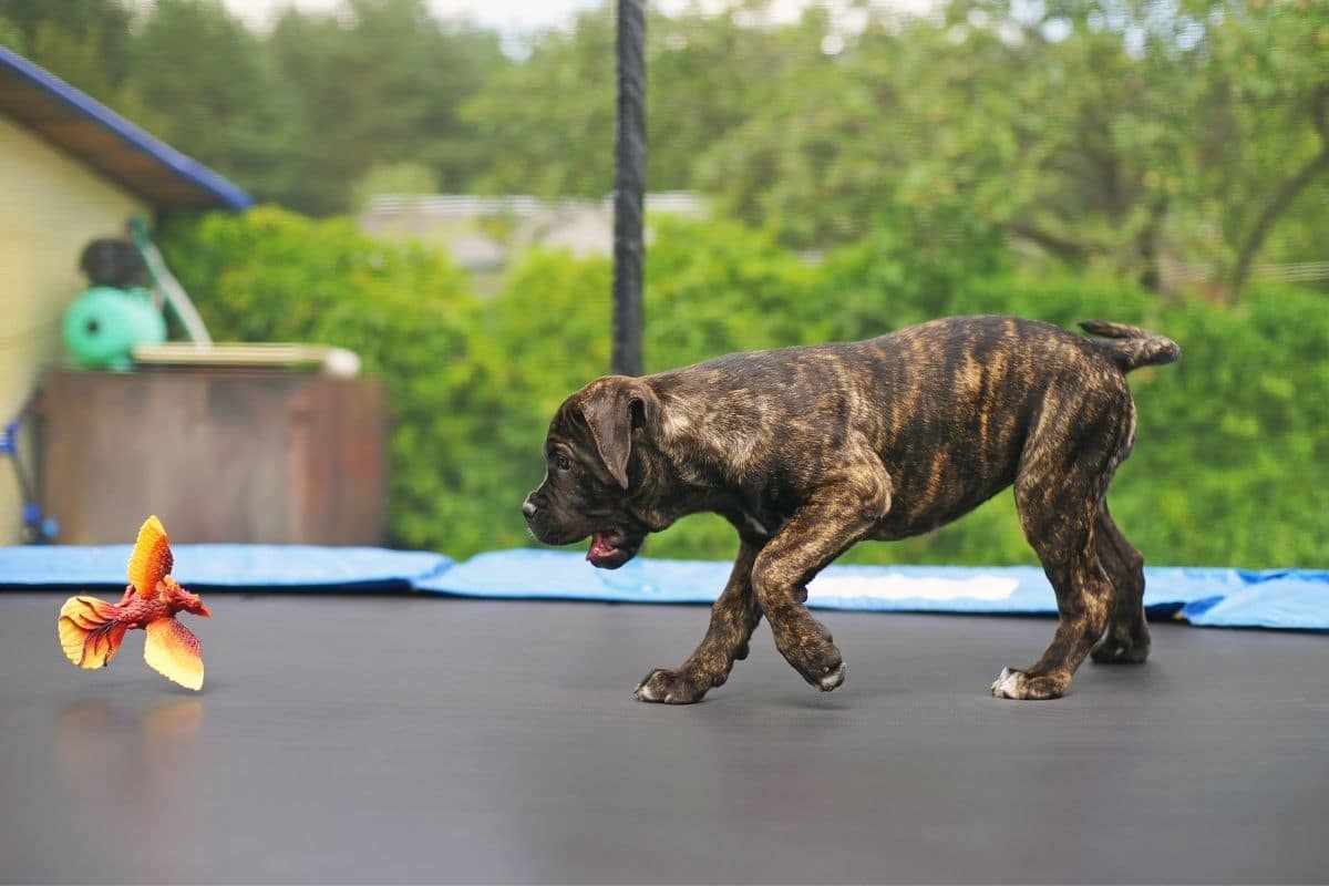 Brindle Cane Corso playing on the trampoline