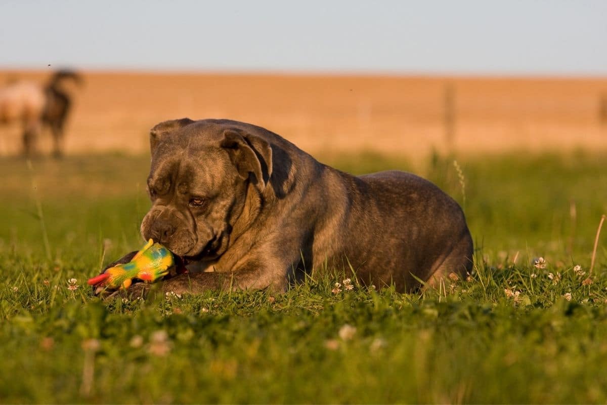 Gray Cane Corso playing on the grass