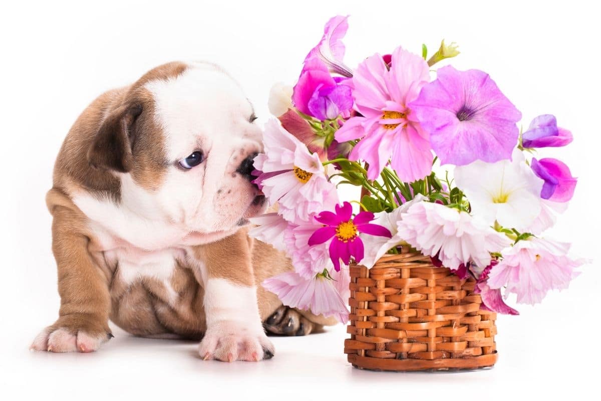 English Bulldog puppy sniffing flowers