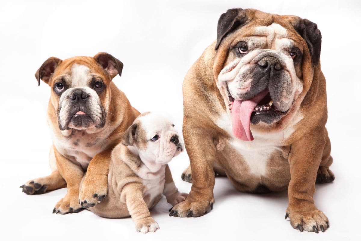 English Bulldog family portriat