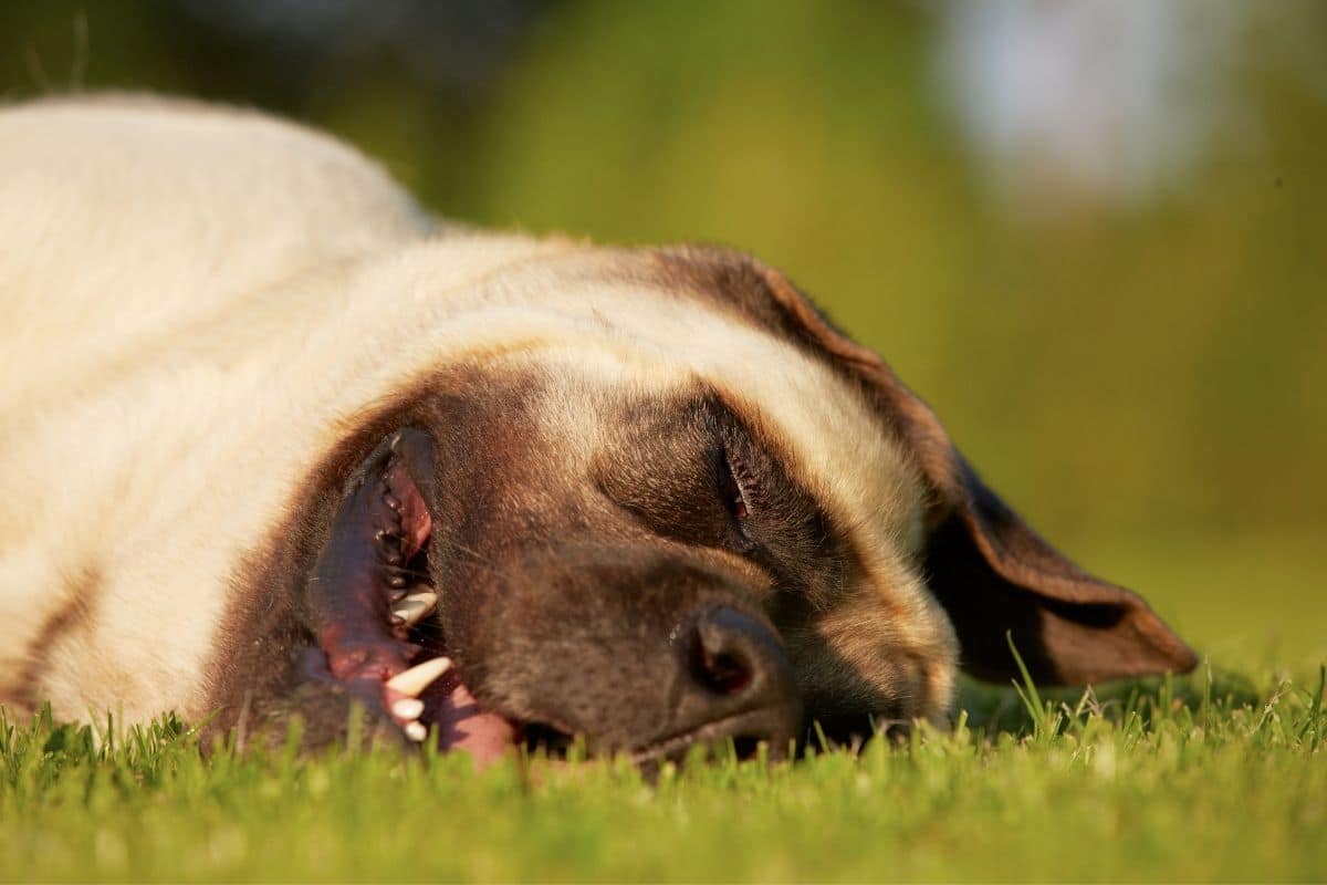 Smiling English Mastiff on grass