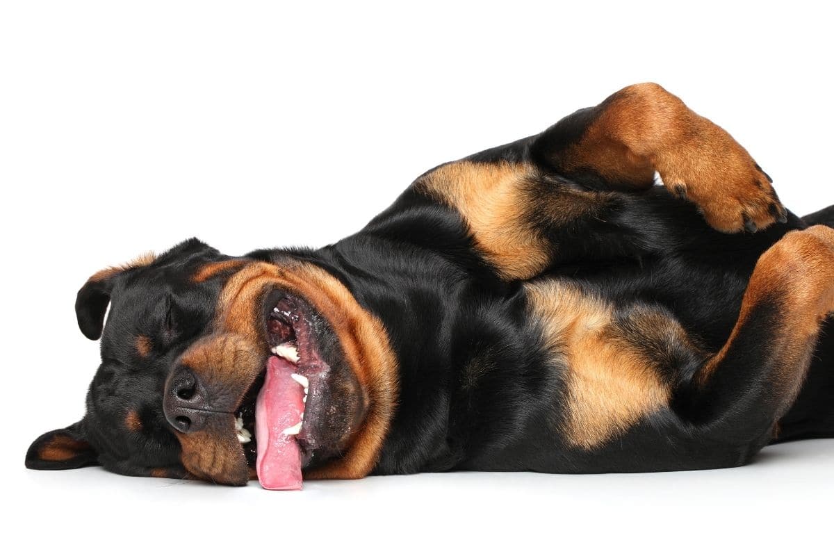 Smiling and lying Rottweiler