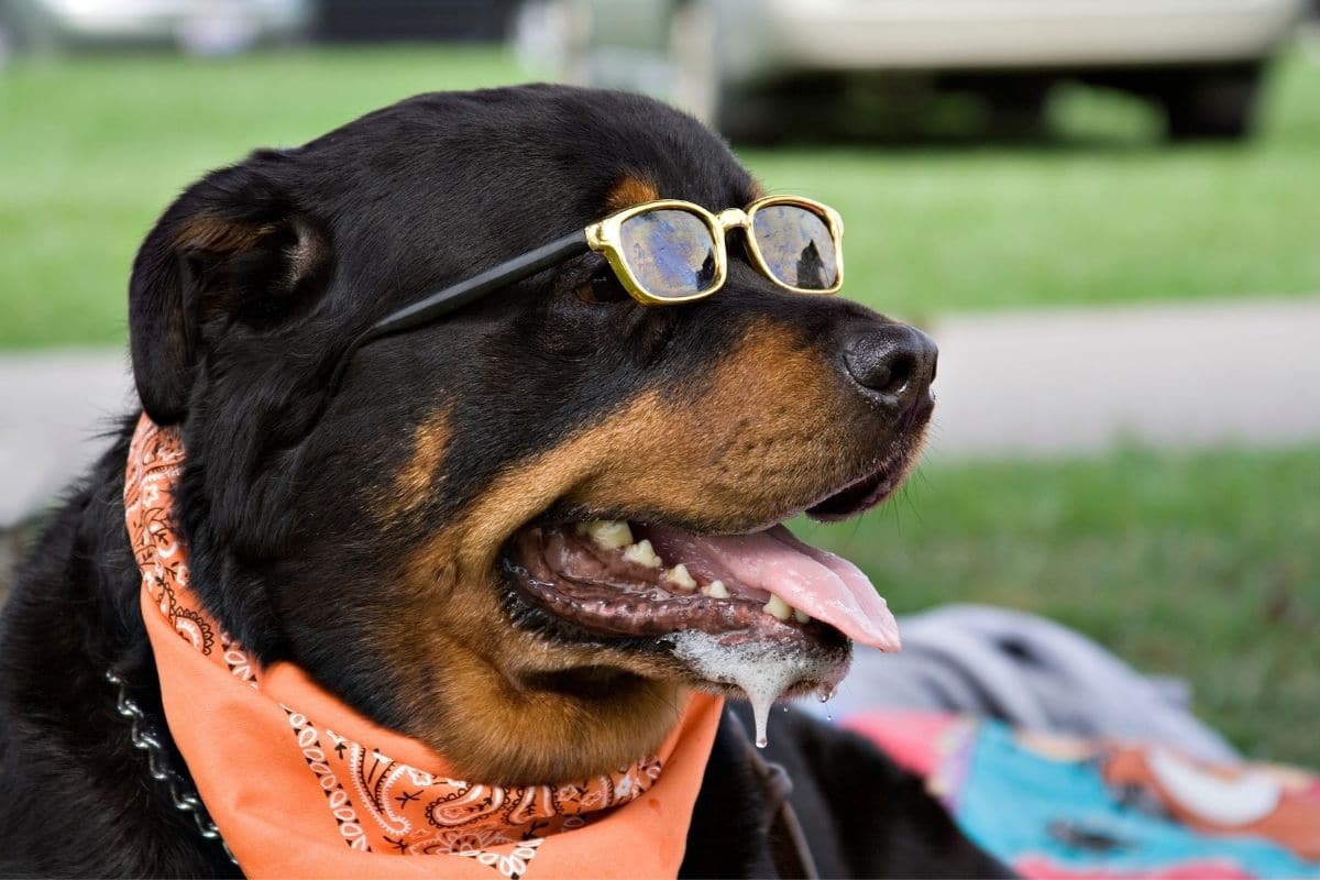 Cool Rottweiler with glasses
