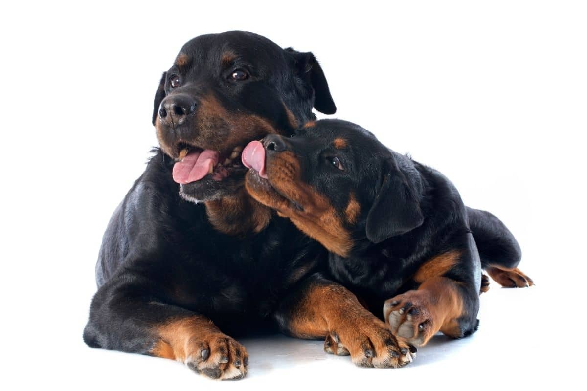 Rottweiler mother with her puppey