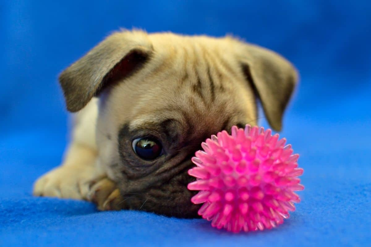 Small Pug lying near ball