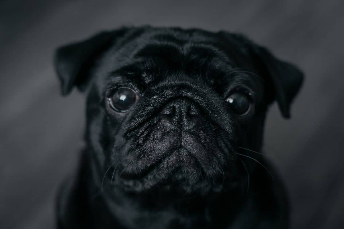 Black Pug portrait