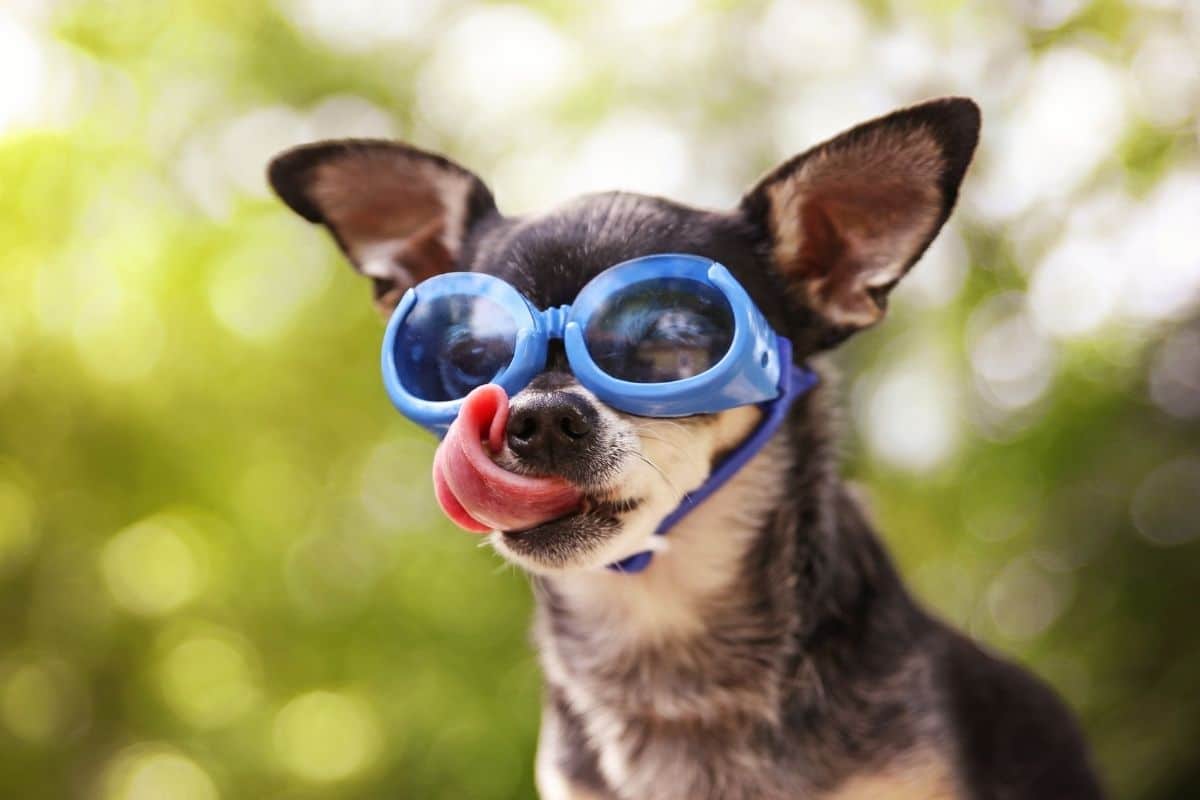 Funny Chihuahua with glasses