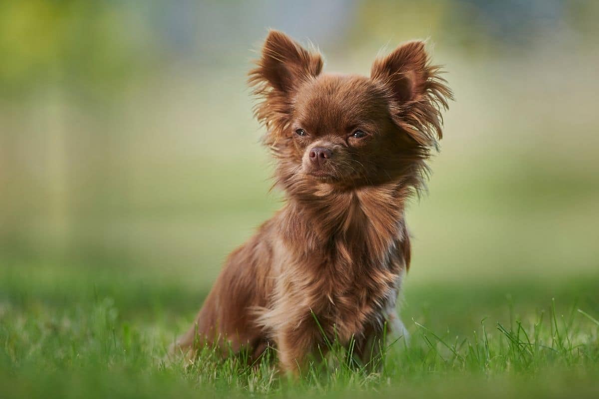 Brown Chihuahua sitting in the grass