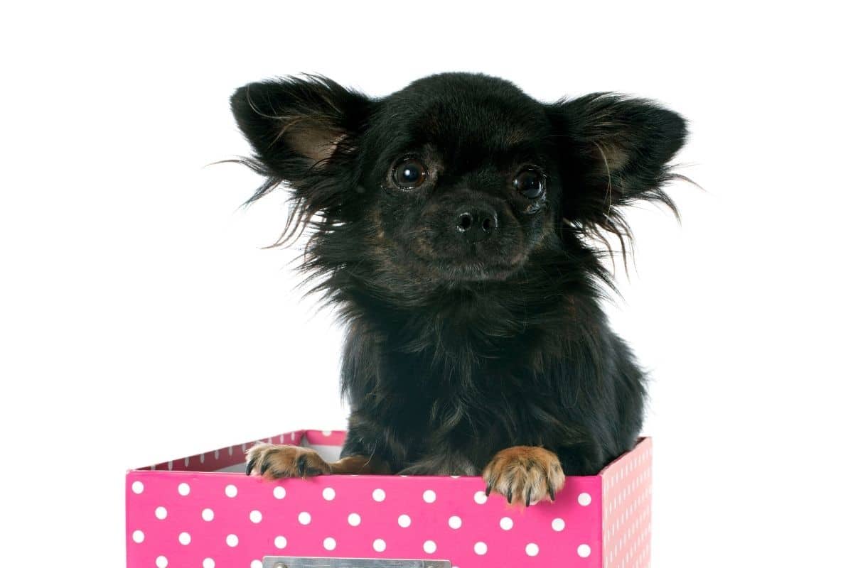 Black Chihuahua in the box