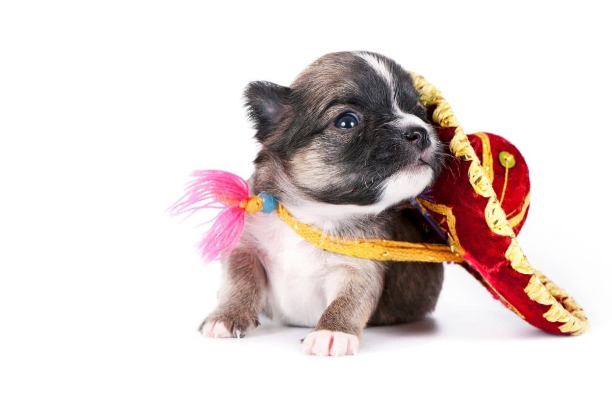 Chihuahua puppy with mexican hat