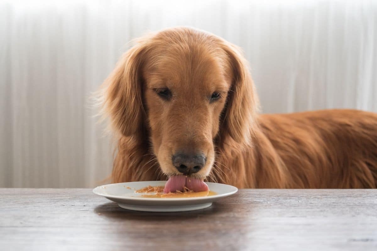 Golden Retriever eating food from plate