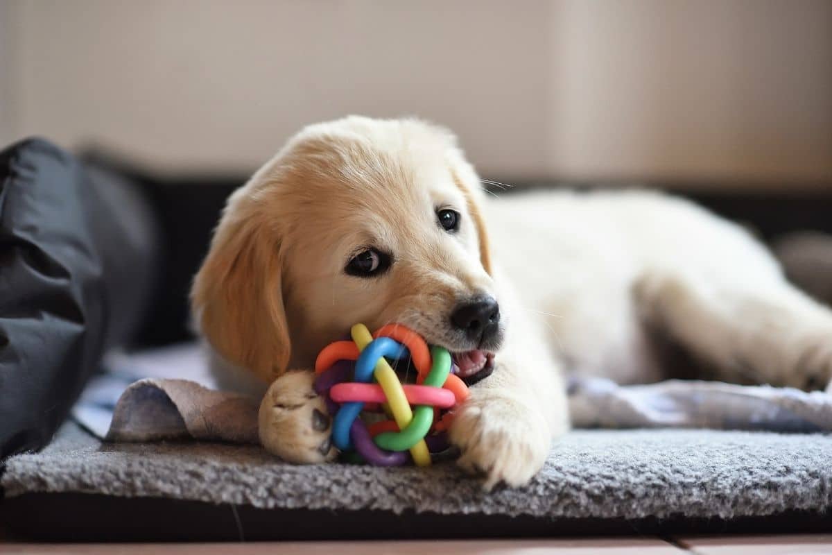 Golden Retriever puppy playing