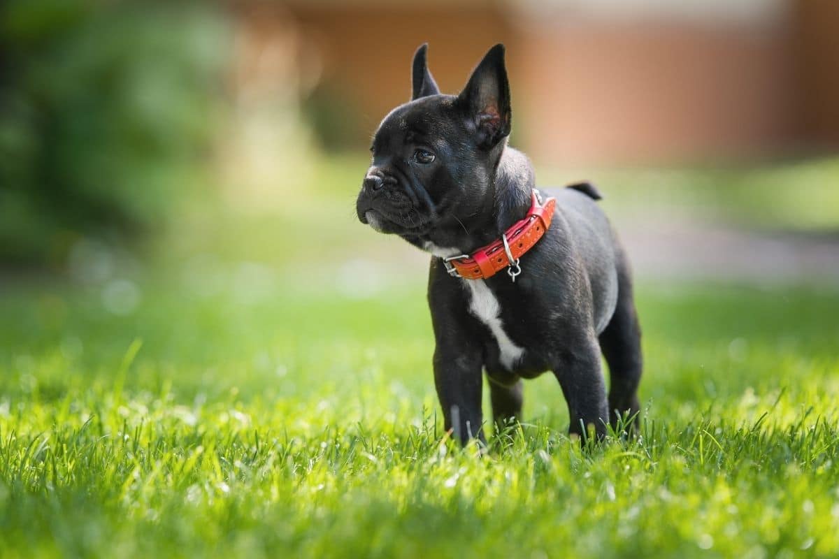 Black French Bulldog standing on grass