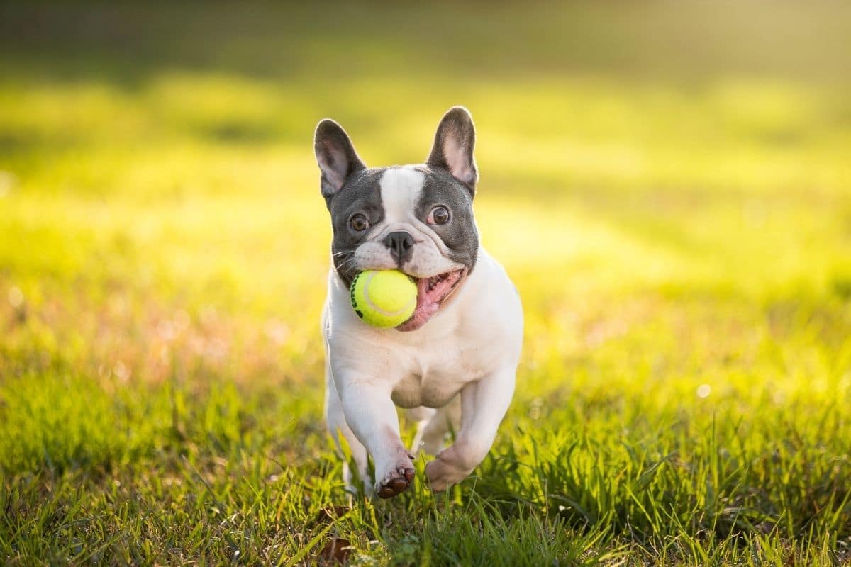 French Bulldog playing with ball