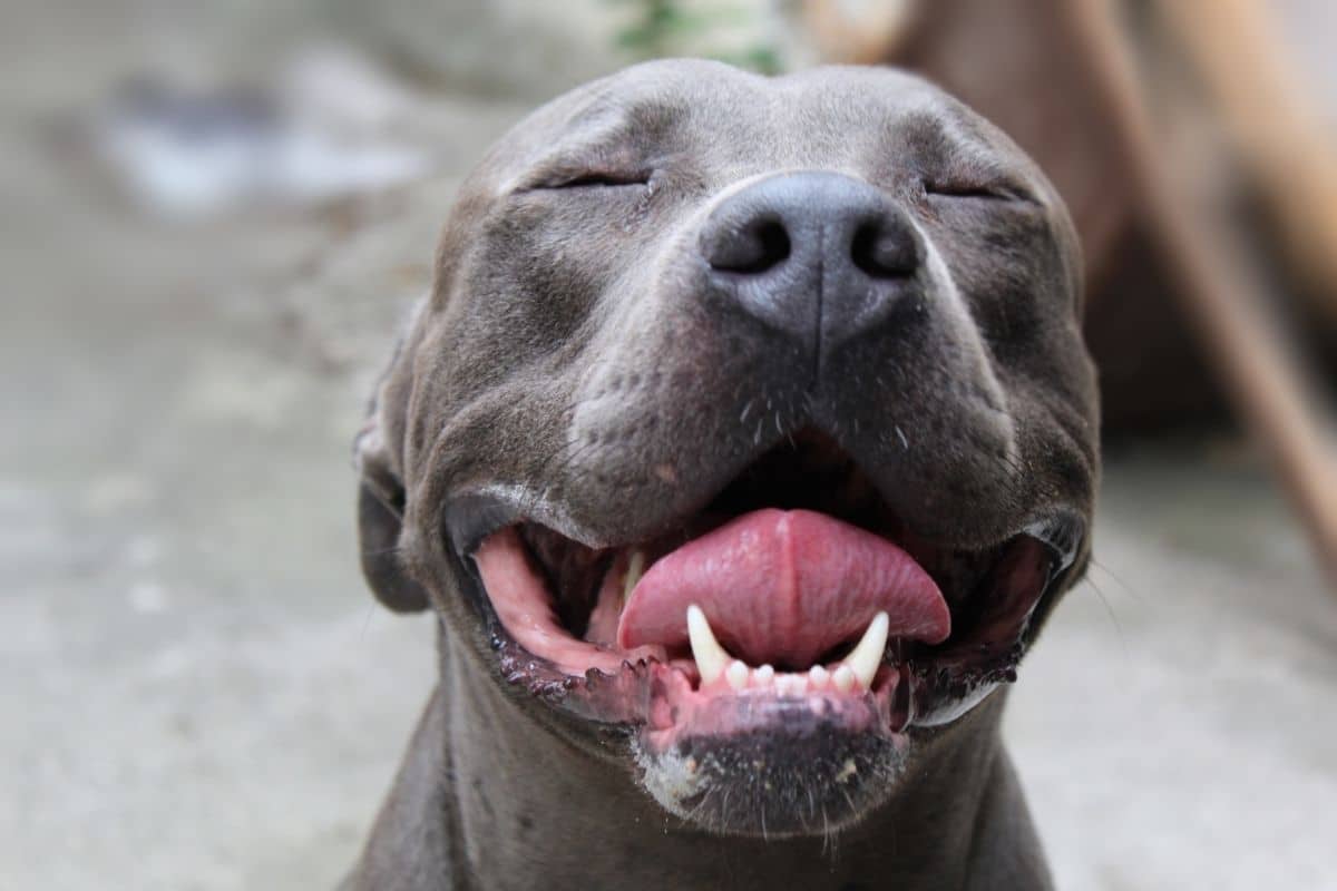 Happy pitbull