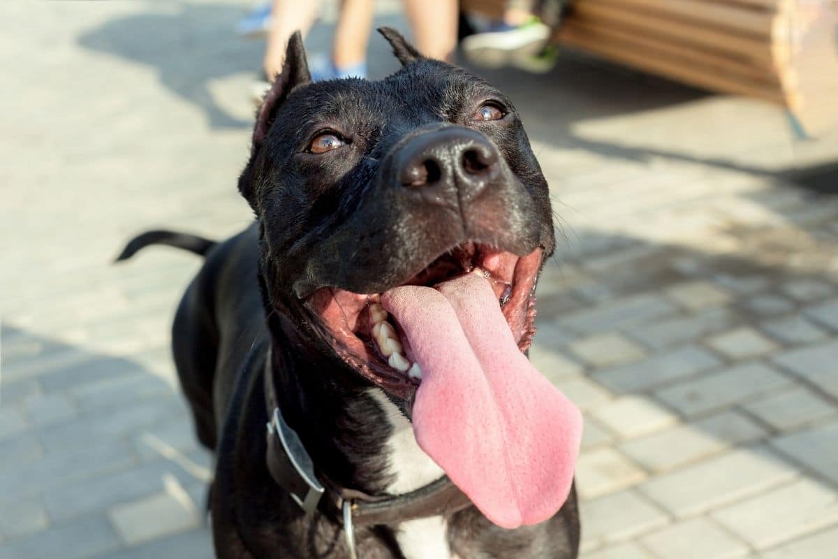 Black pitbull smiling