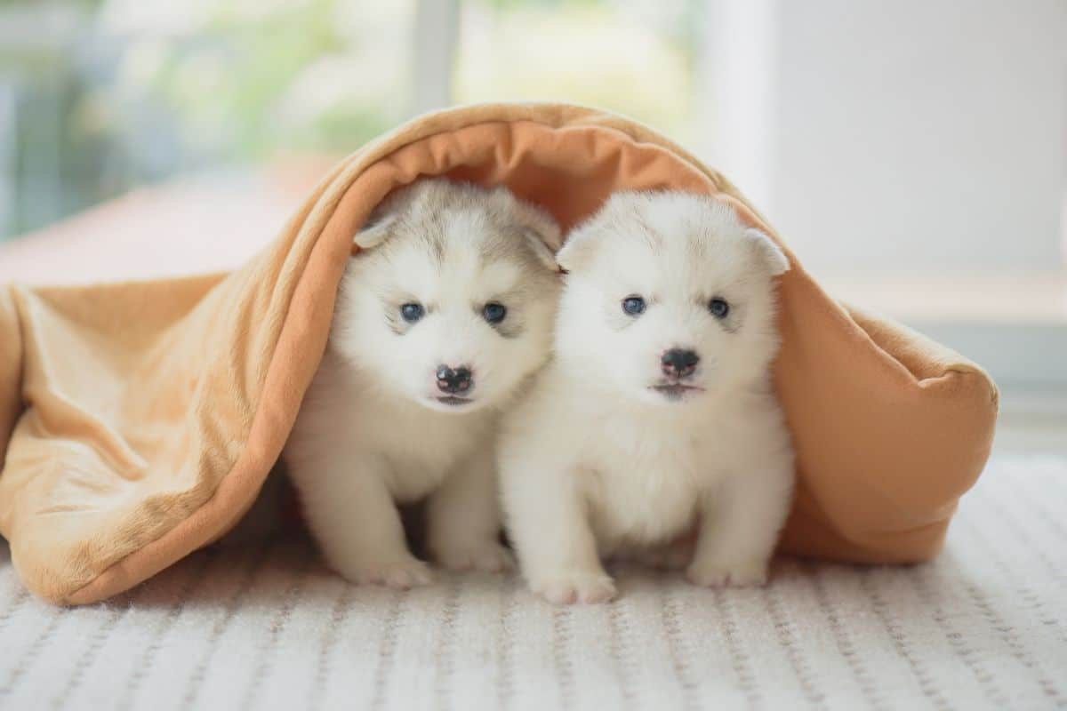 Cute Husky puppies under blanket