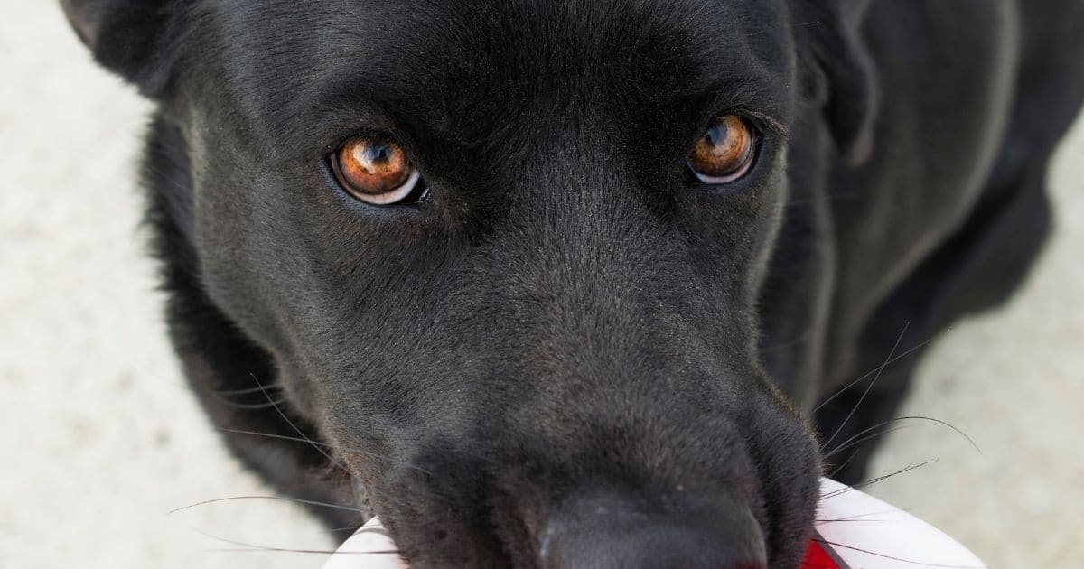 Black labrador puppy eyes