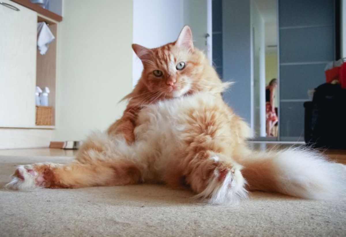 orange and white cat sitting upright with the belly showing