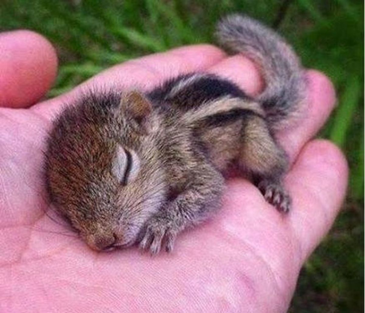 baby squirrel sleeping on someone's palm