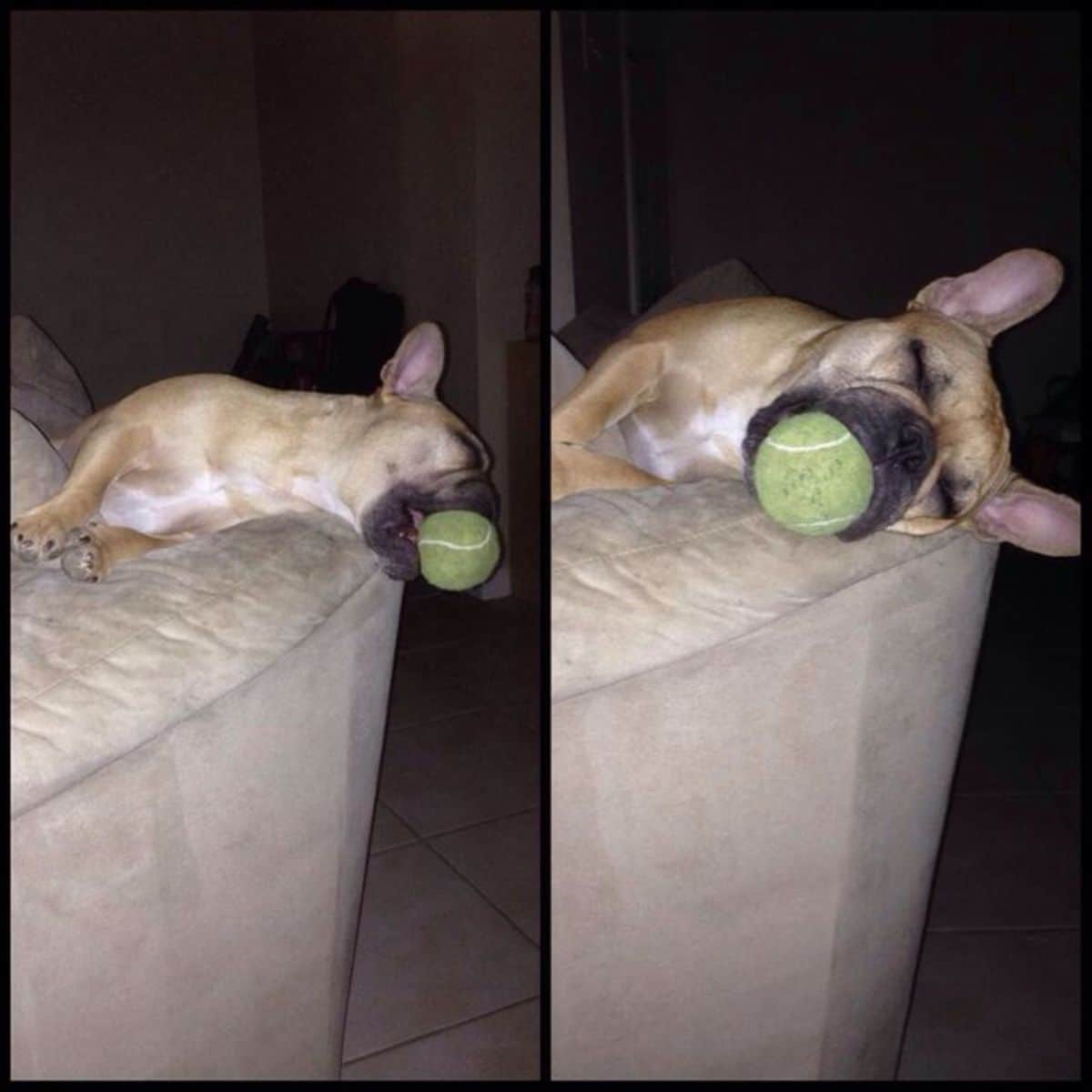 2 photos of a brown dog sleeping with a tennis ball in its mouth