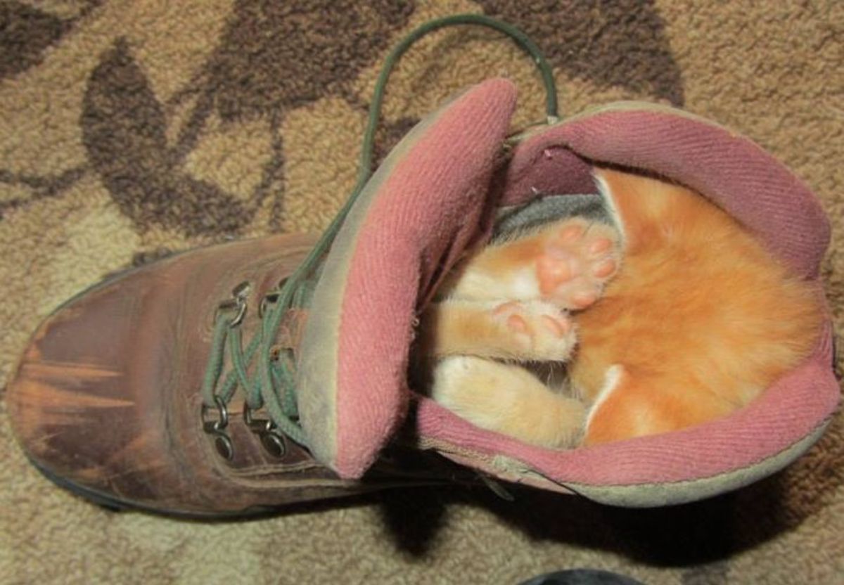 orange kitten sleeping inside a red boot