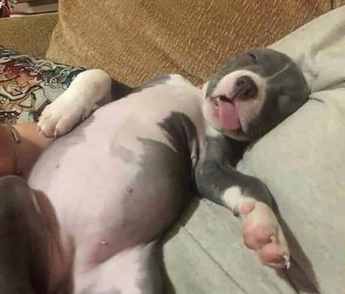 black and white pitbull puppy sleeping belly up with the tongue hanging out of the mouth