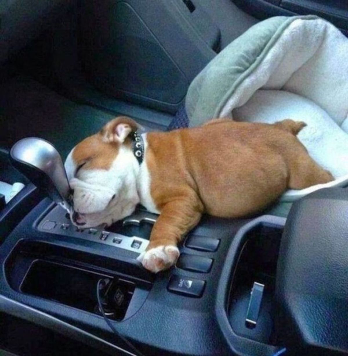 brown and white bulldog puppy sleep half in half out of a dog bed and the head and 1 paw resting on the gears