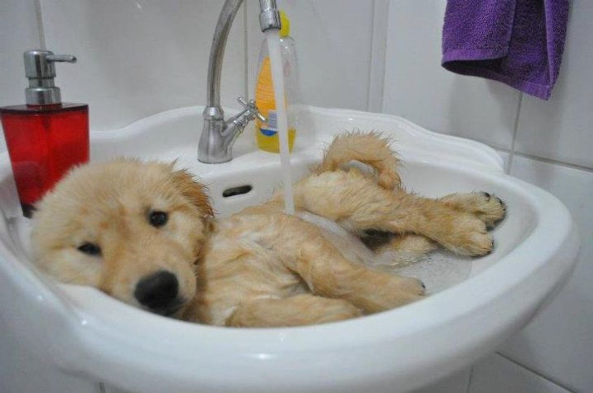 golden retriever puppy in a wash basin with the tap running