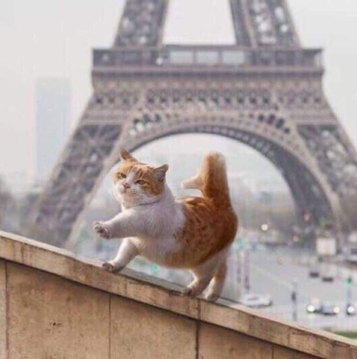 orange and white cat walking on a wall with the eiffel tower in the background