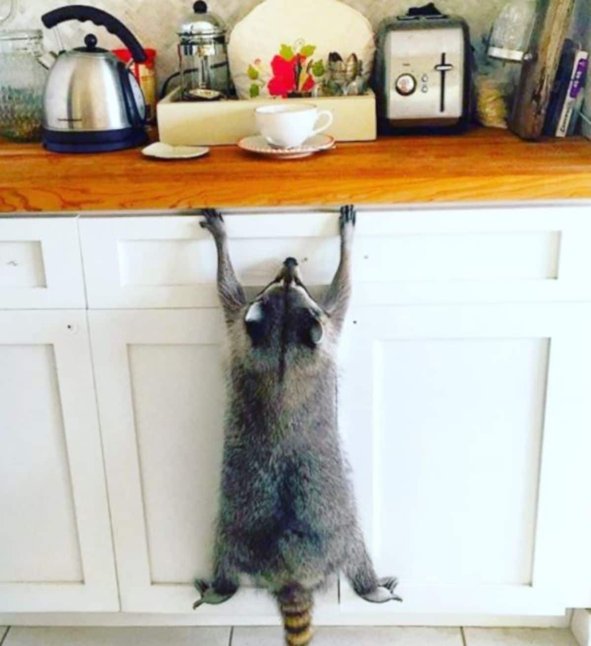 raccoon hanging off of a counter with a cup of tea on it