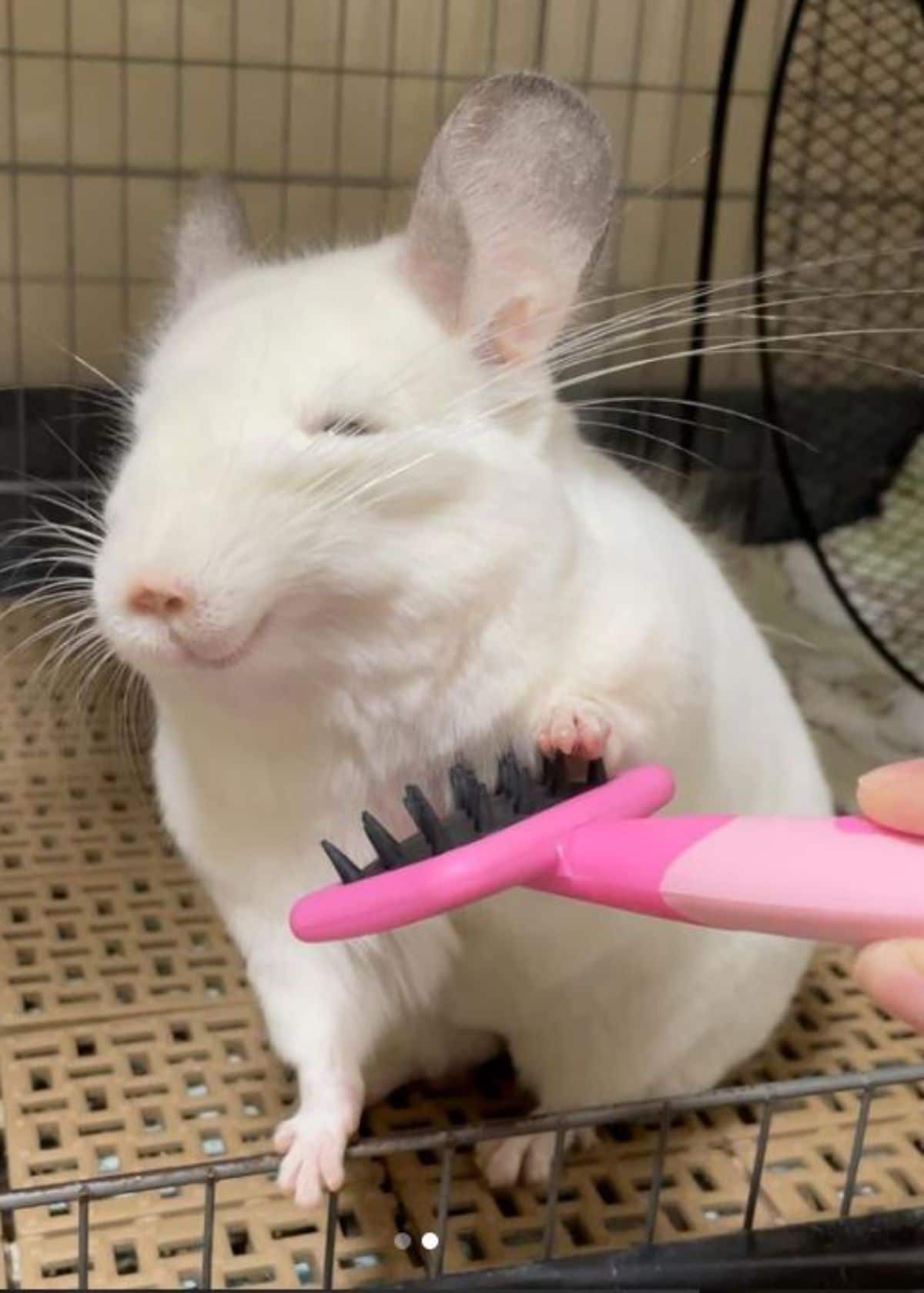 white chinchilla getting brushed with a pink brush