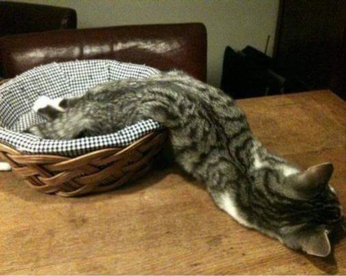 grey tabby kitten sleeping with the head on a wooden table and the back legs in a cat bed