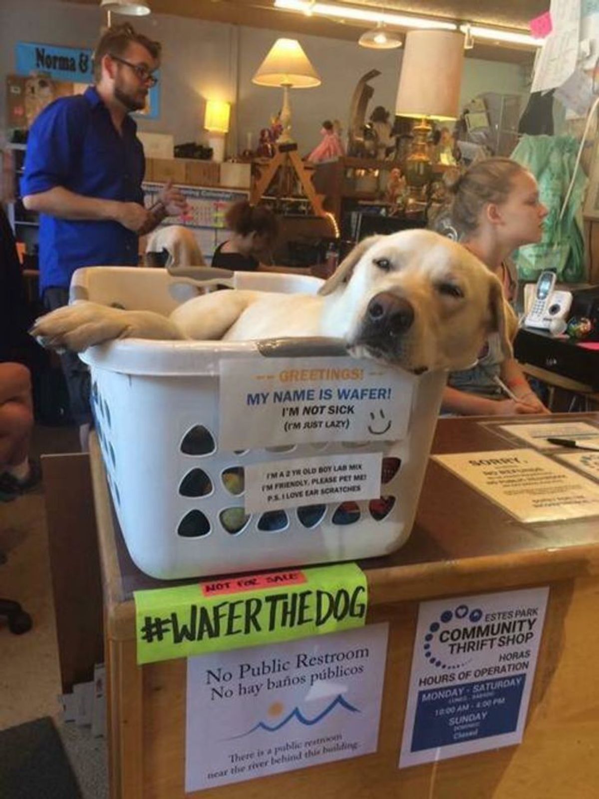 yellow labrador laying in a white laundry basket on a table with some printed signs attached to it with information about him