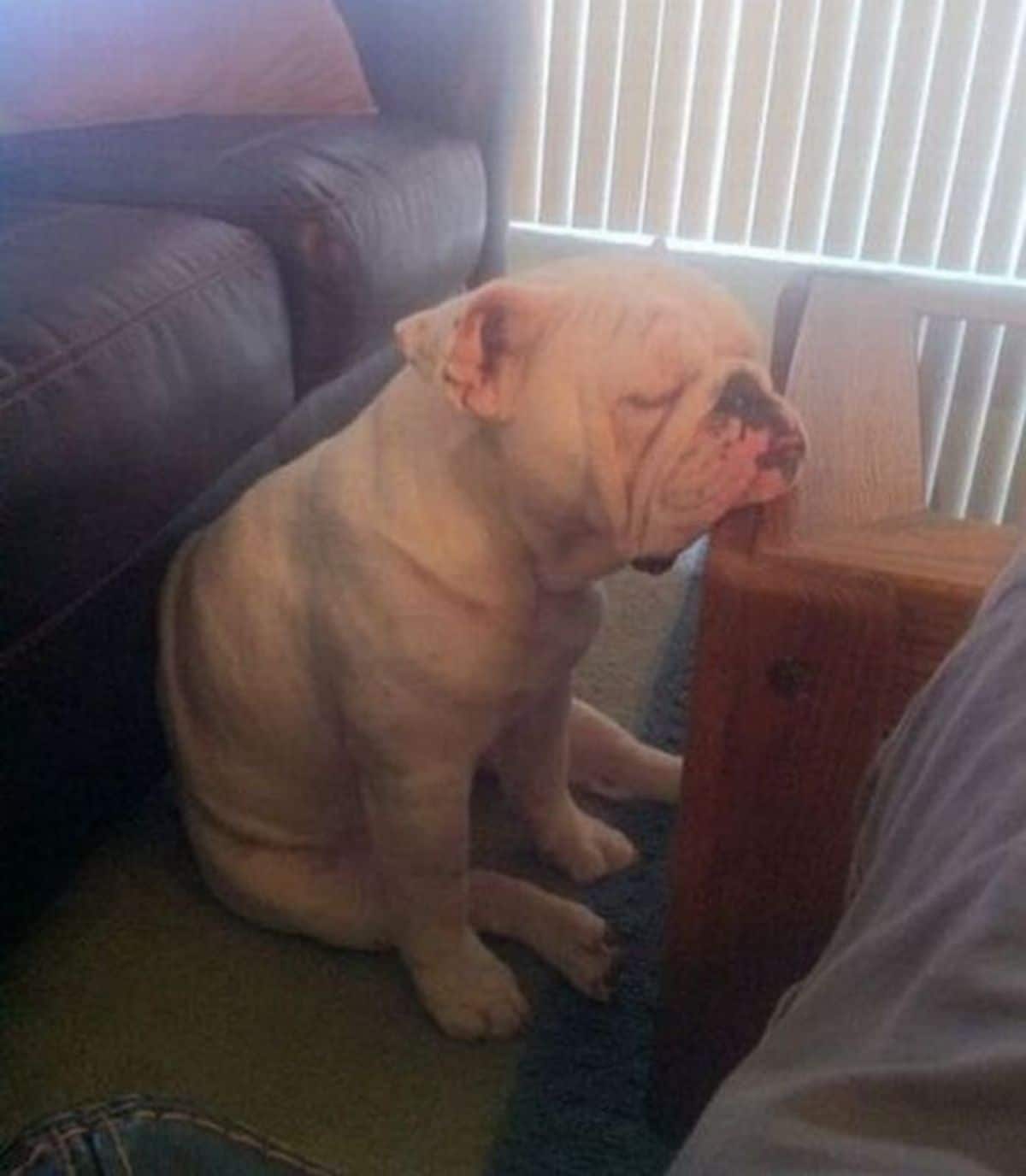 white bulldog sitting and fallen asleep with the chin resting on a coffee table