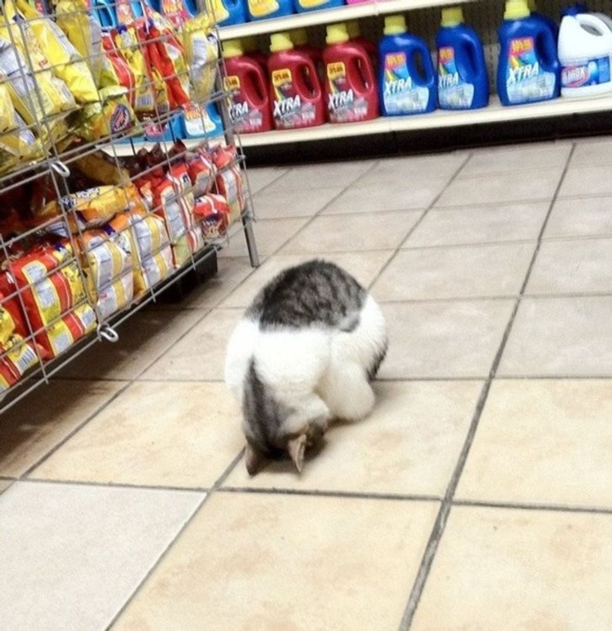 white grey and black cat doing a face plant on a tiled floor at a grocery store