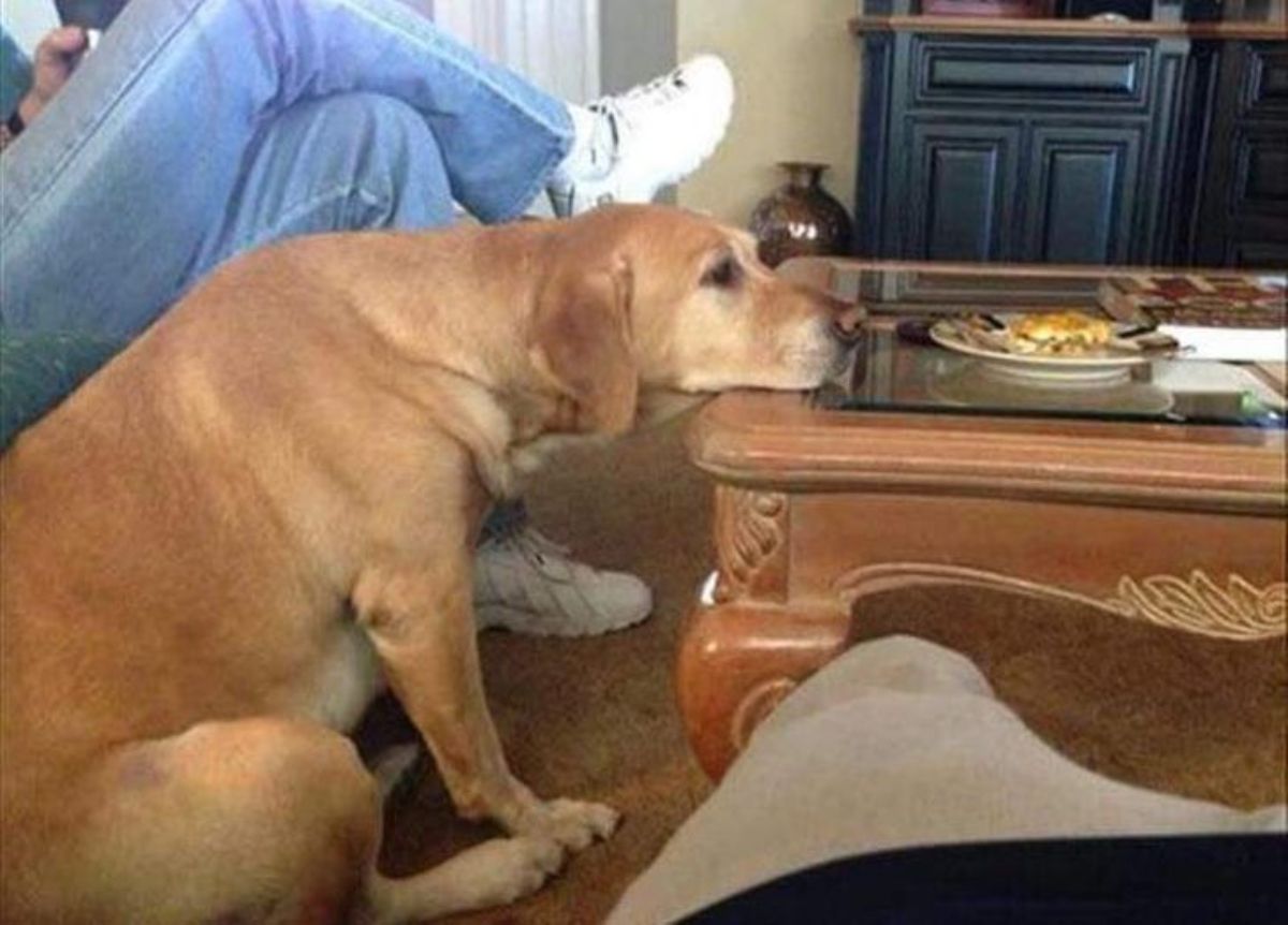 brown dog resting face on a coffee table in front of a plate of food
