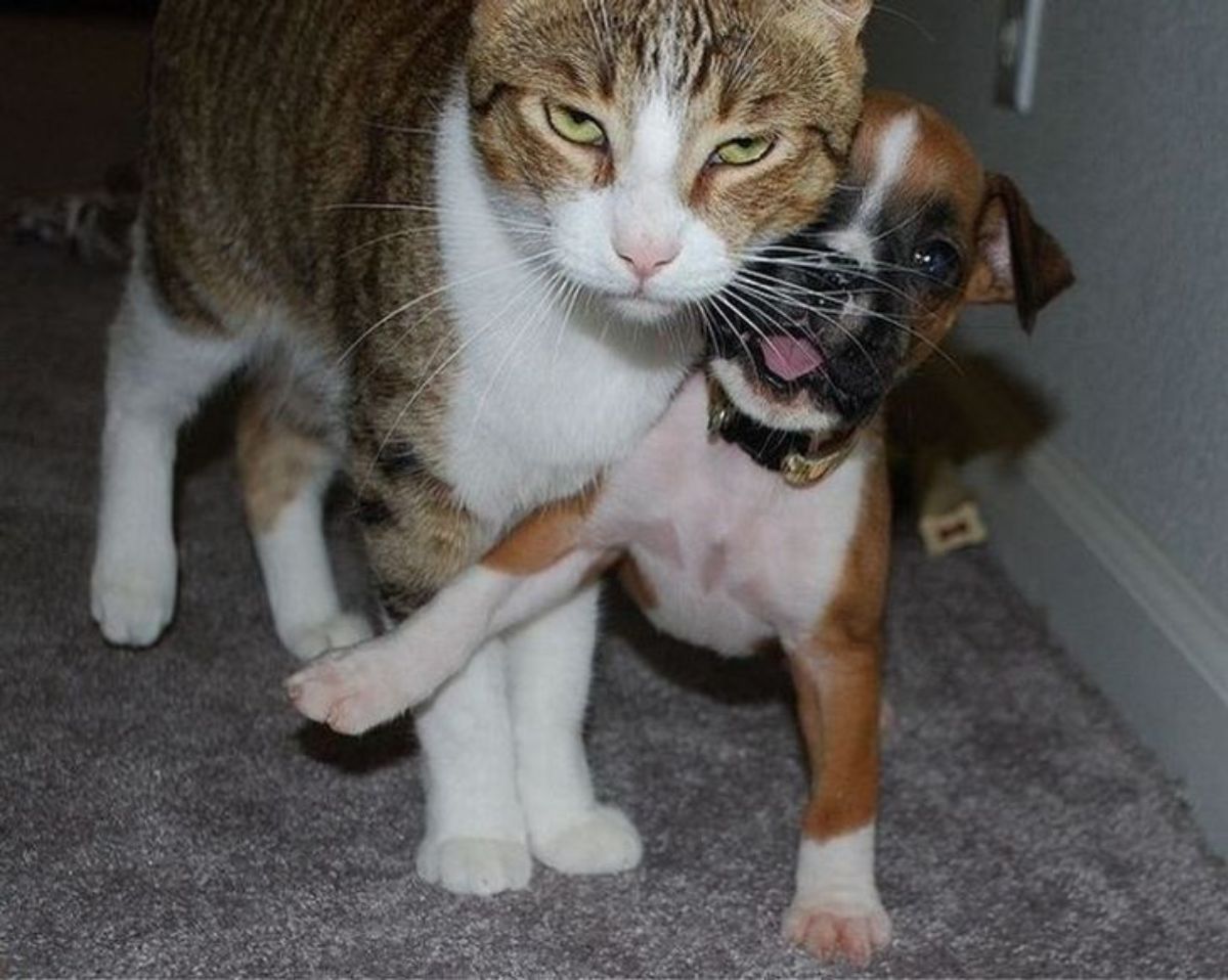 brown and white tabby cat standing with a brown and white puppy with the puppy's leg in front of the cat