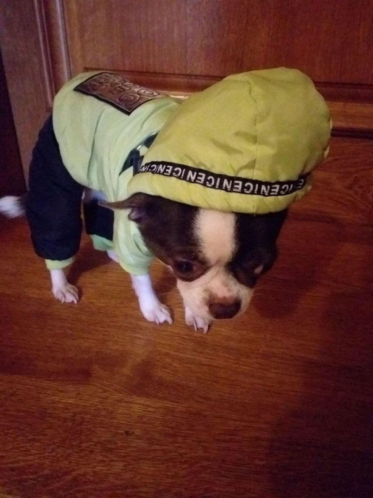 small black and white dog wearing a yellow and light green hoodie