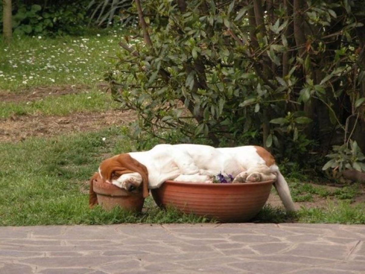 brown and white dog sleeping on two plant pots