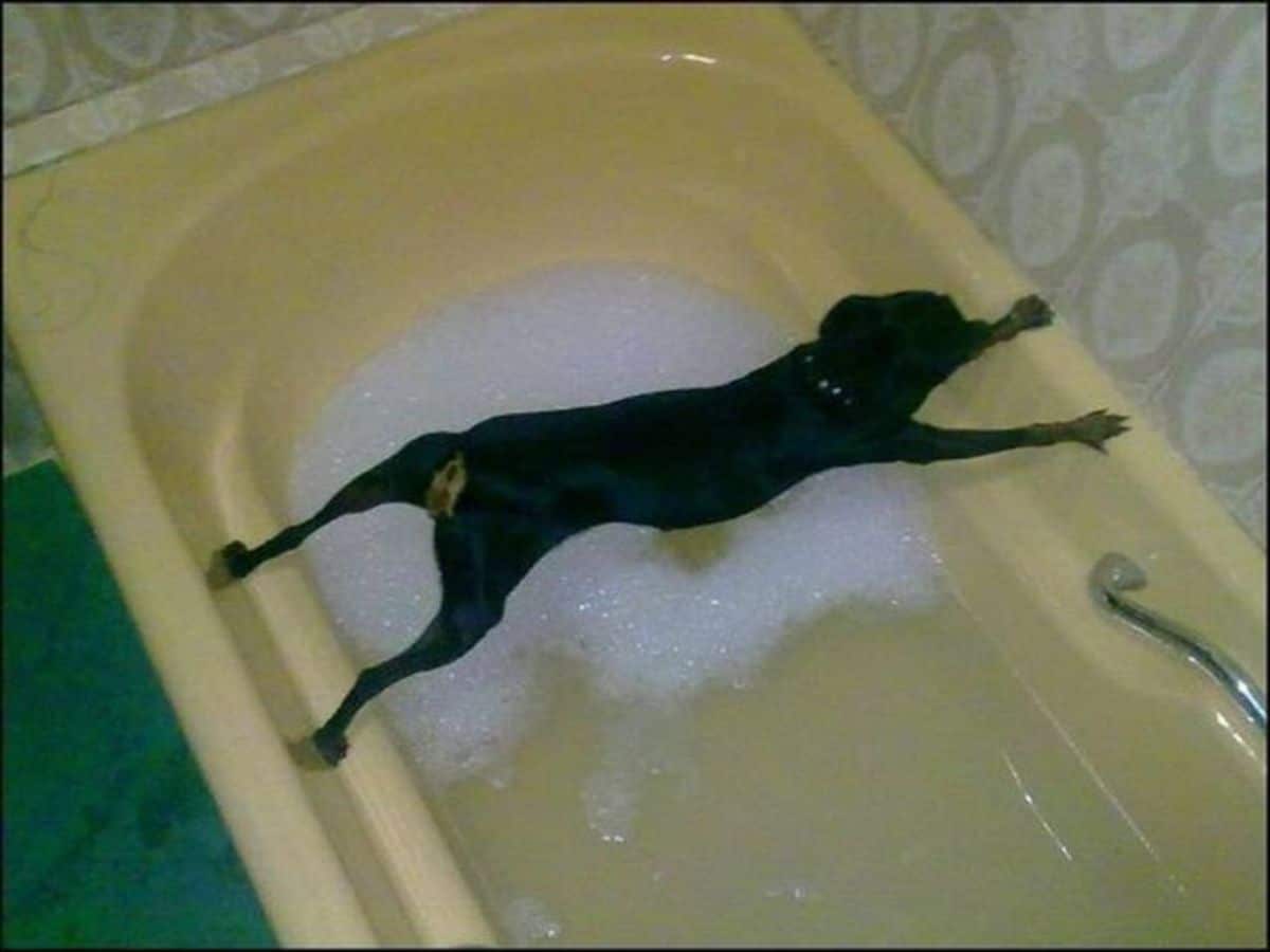 small black dog stretched out over a yellow bathtub filled with water and bubbles and the paws on the edges of the bathtub