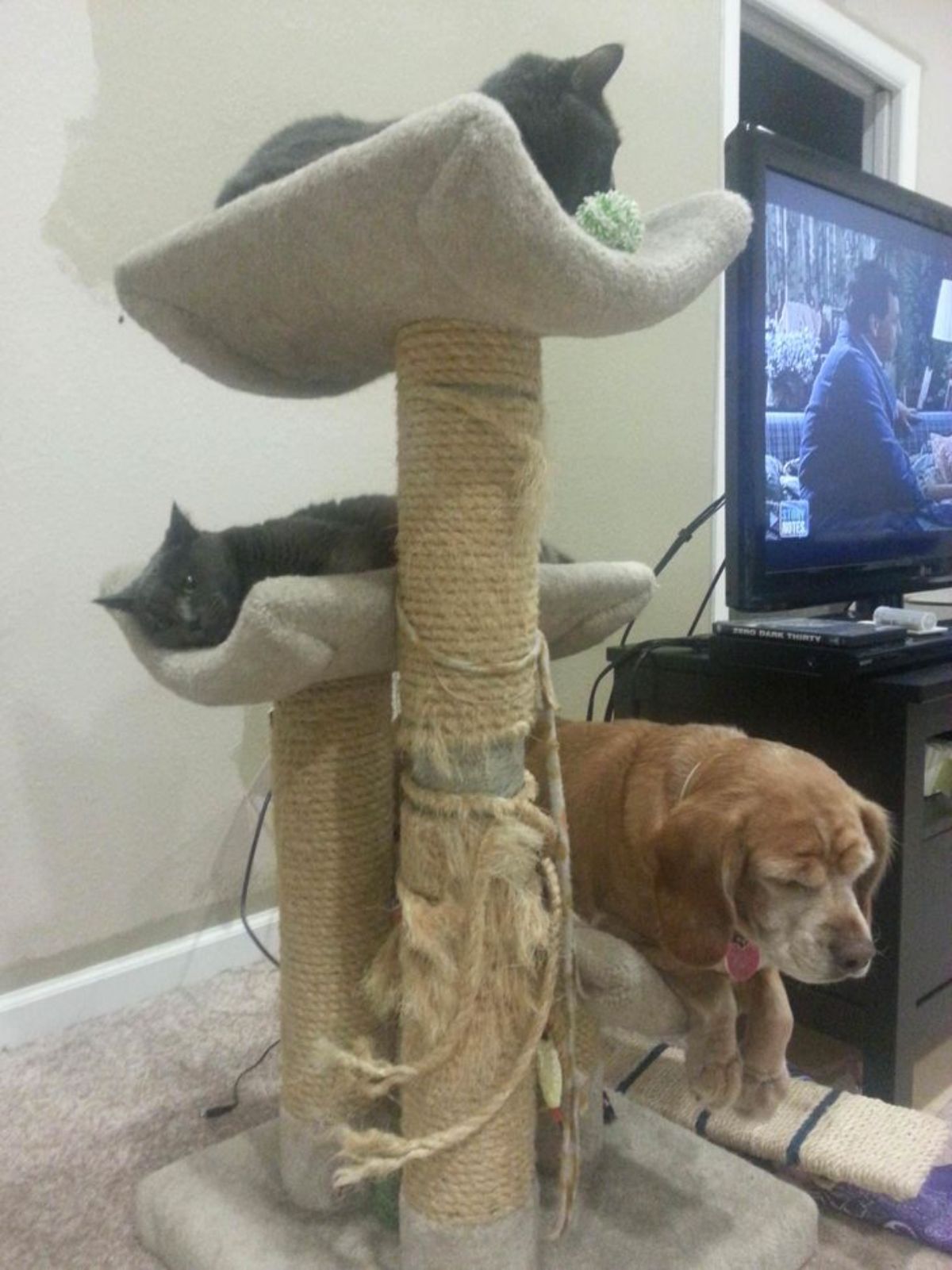 2 grey cats and a brown dog laying on the beds on a cat tree