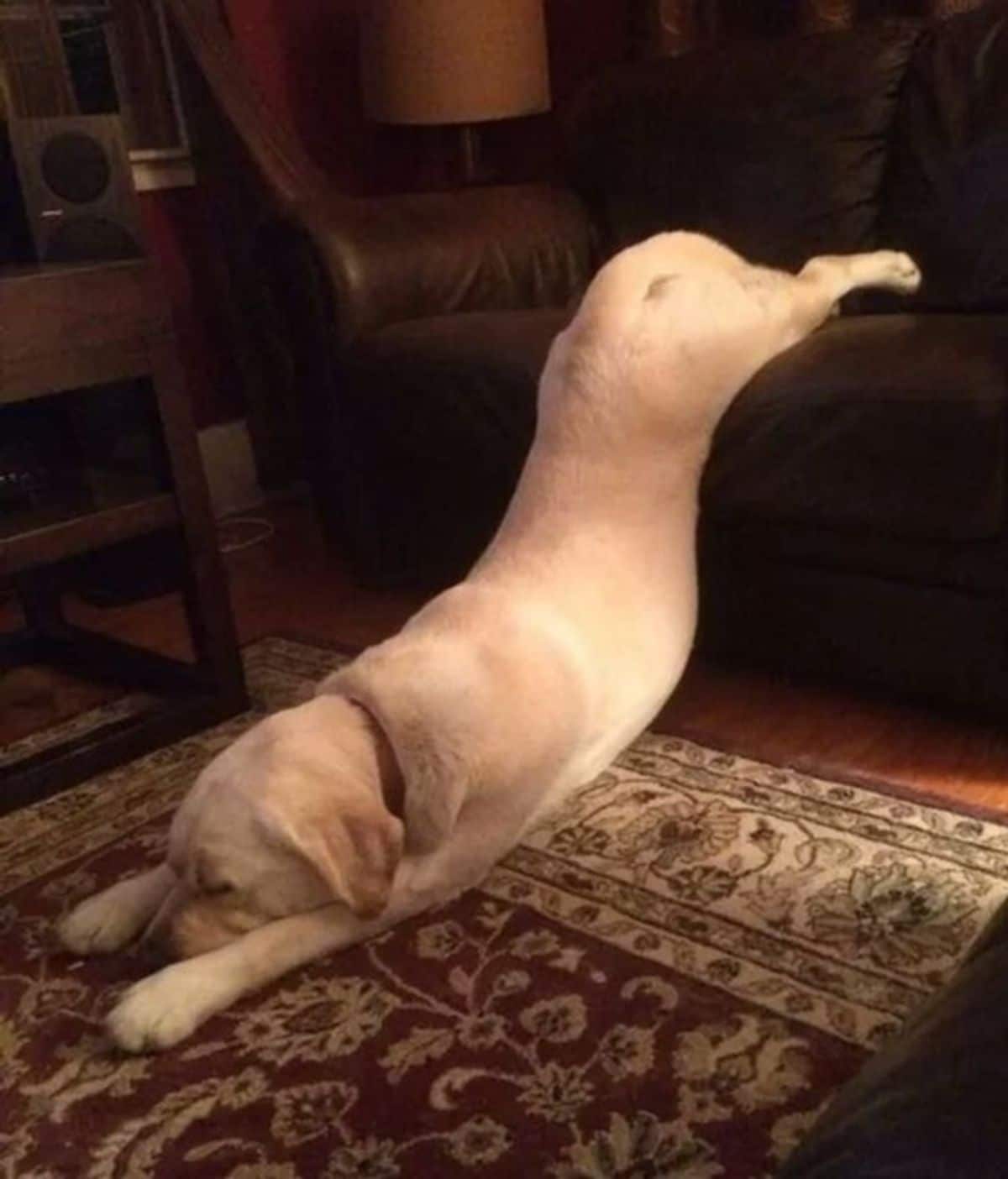 yellow labrador sleeping with the head and front legs on a carpet and the back legs on a sofa