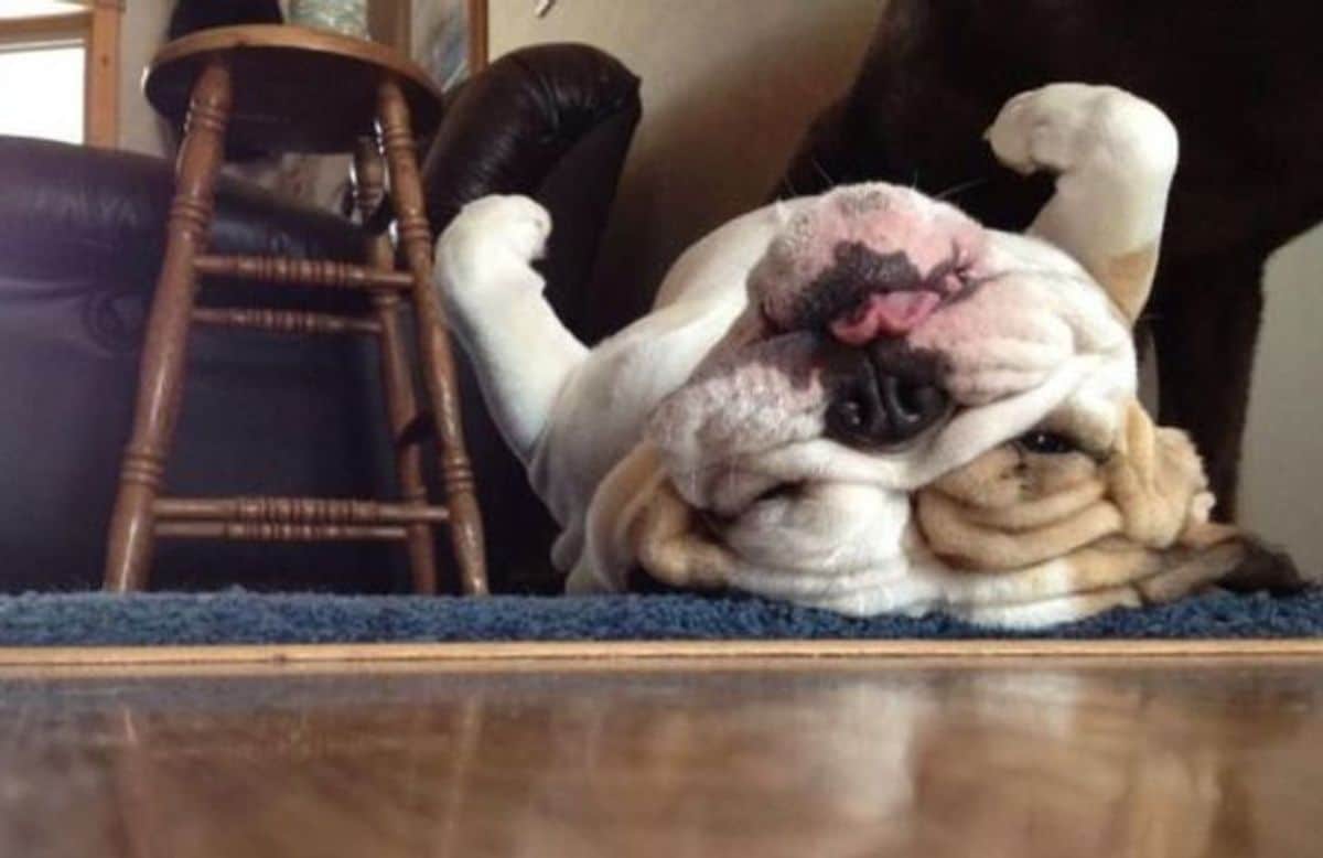 brown and white bulldog laying upside down on blue carpet