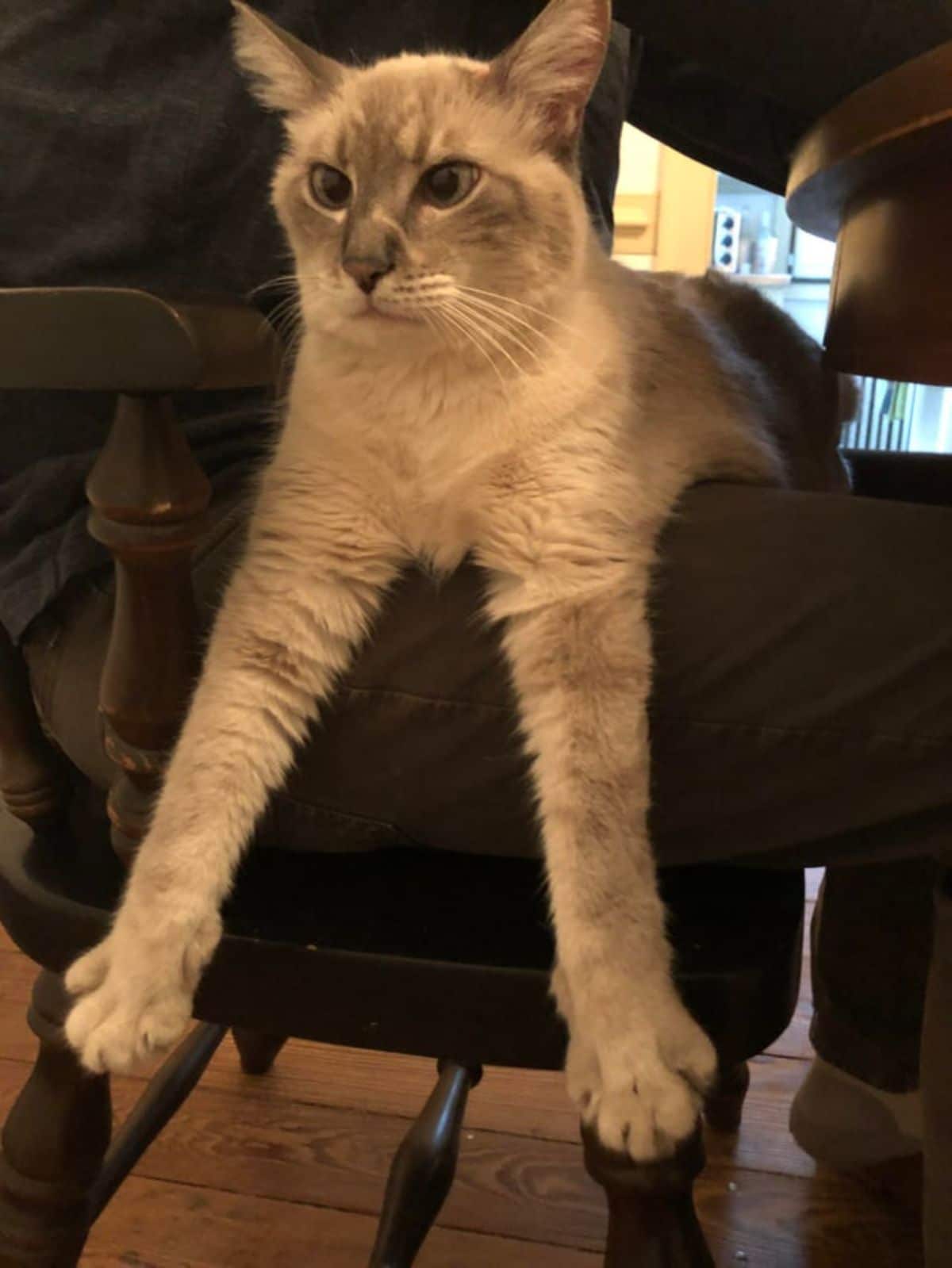 cat laying on a couch with the front legs dangling off the armrest