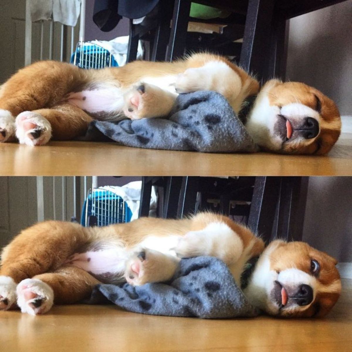 2 photos of a brown and white corgi puppy sleeping with a blue and black blanket on the floor