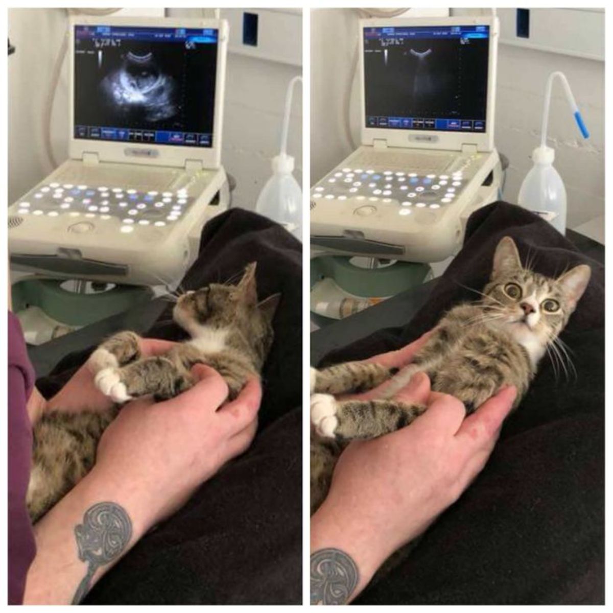 2 photos of a tabby cat getting an ultrasound
